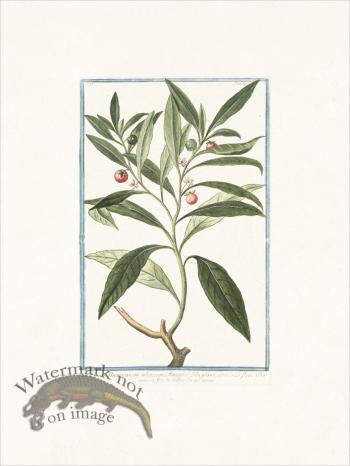 Bonelli 159 Nightshade